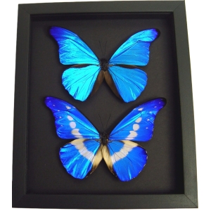 Blue Morpho Helena Rhetenor Butterfly Collection Moonlight Display Framed Taxidermy
