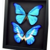 Blue Morpho Helena Rhetenor Butterfly Collection Moonlight Display Framed Taxidermy