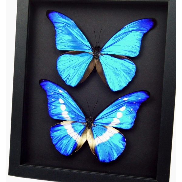 Blue Morpho Helena Rhetenor Butterfly Collection Moonlight Display Framed Taxidermy