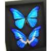 Blue Morpho Helena Rhetenor Butterfly Collection Moonlight Display Framed Taxidermy