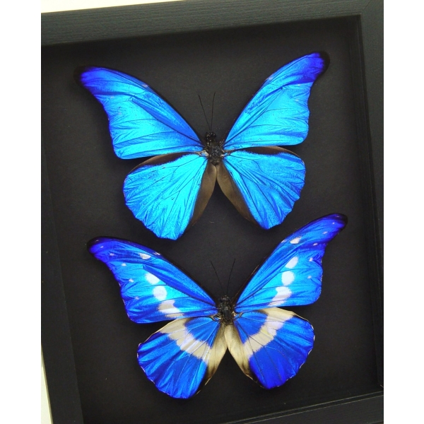 Blue Morpho Helena Rhetenor Butterfly Collection Moonlight Display Framed Taxidermy