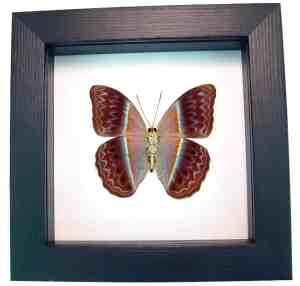 Pink Harlequin Butterfly Cirrochroa regina male verso Framed Classic Black Display