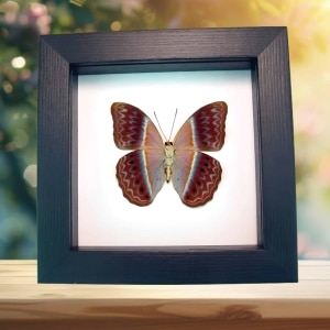 Pink Harlequin Butterfly Cirrochroa regina male verso Framed Classic Black Display