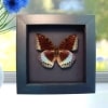 Common Archduke Lavender Butterfly Lexias pardalis Framed Taxidermy Moonlight Display
