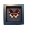 Common Archduke Lavender Butterfly Lexias pardalis Framed Taxidermy Moonlight Display