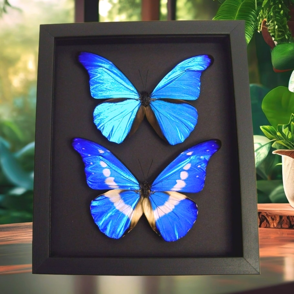 Blue Morpho Helena Rhetenor Butterfly Collection Moonlight Display Framed Taxidermy