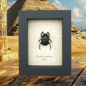 Sacred Egyptian King Scarab Beetle Scarabaeus aegyptiorum Framed Insect Display
