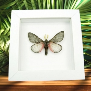 Coloradia doris Pink Furry Doris Pine Moth Real Framed Taxidermy Vibrant White Display