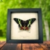 Real Sunset Moth Urania rhipheus Resting Framed Taxidermy Display