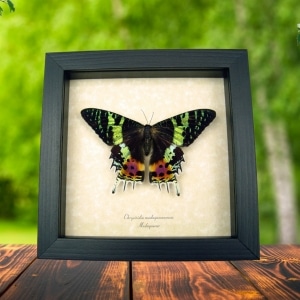 Real Sunset Moth Urania rhipheus Resting Framed Taxidermy Display