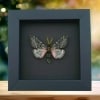 Coloradia doris Pink Furry Doris Pine Moth Real Framed Taxidermy Moonlight Display