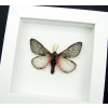 Coloradia doris Pink Furry Doris Pine Moth Real Framed Taxidermy Vibrant White Display