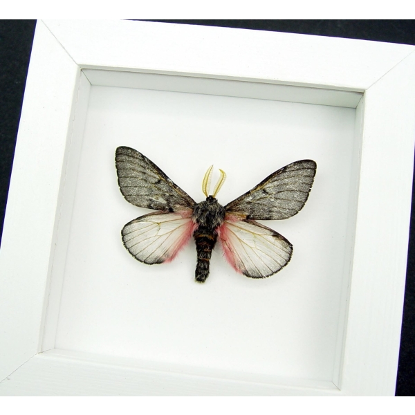 Coloradia doris Pink Furry Doris Pine Moth Real Framed Taxidermy Vibrant White Display