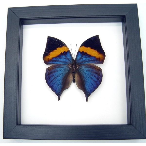 Kallima paralekta Malayan Leafwing Purple Leaf Mimic Butterfly Classic Black Display