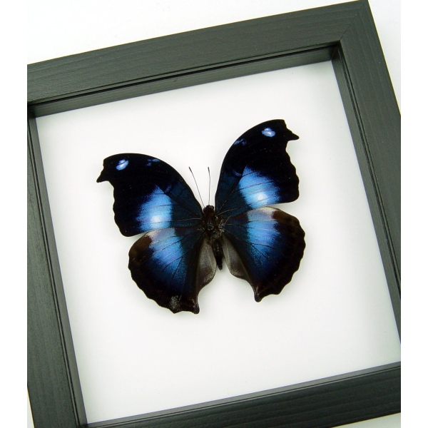 Napeocles jucunda Blue Hatchet wing Butterfly Framed Taxidermy Classic Black Display