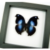 Napeocles jucunda Blue Hatchet wing Butterfly Framed Taxidermy Classic Black Display