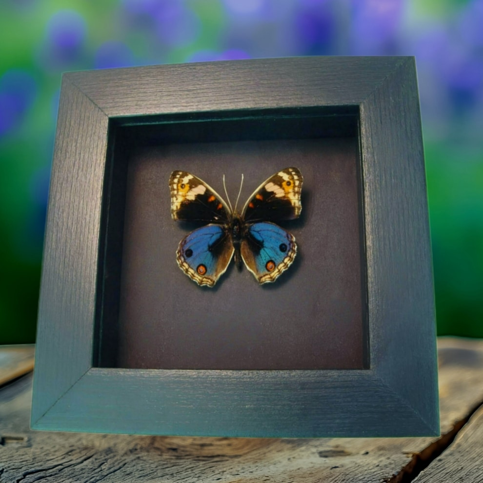 Blue Pansy Butterfly Junonia orithya Framed Moonlight Display Blue Pansy Butterfly Junonia orithya Framed Moonlight Display