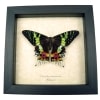 Real Sunset Moth Urania rhipheus Resting Framed Taxidermy Display