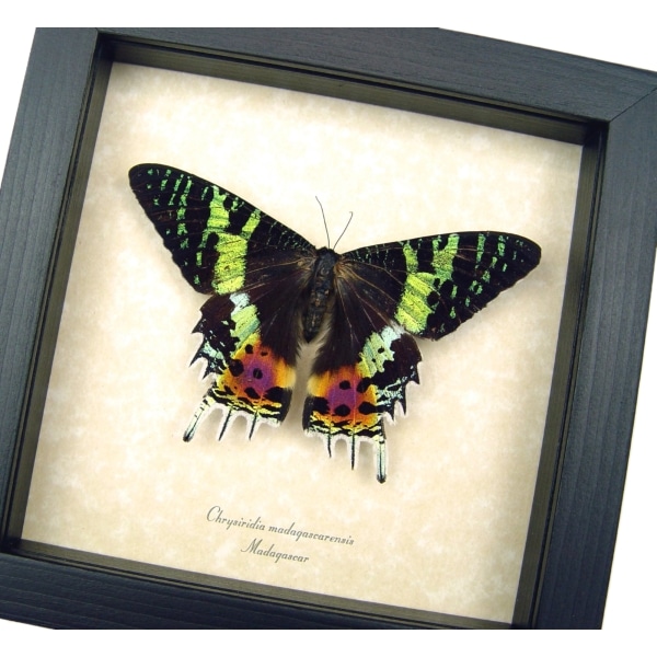 Real Sunset Moth Urania rhipheus Resting Framed Taxidermy Display