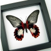 Papilio rumanzovia female verso Scarlet Mormon Butterfly Classic Black Display Framed Taxidermy