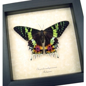 Real Sunset Moth Urania rhipheus Resting Framed Taxidermy Display