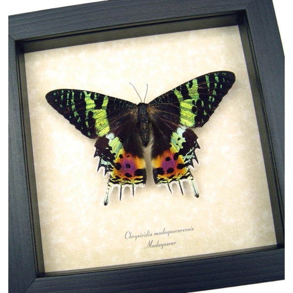 Real Sunset Moth Urania rhipheus Resting Framed Taxidermy Display