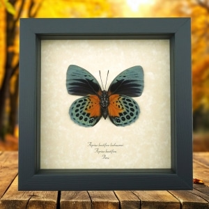 Rare Orange Green Hybrid Butterfly Agrias beatifica Agrias lachaumei Female verso Framed Taxidermy Display
