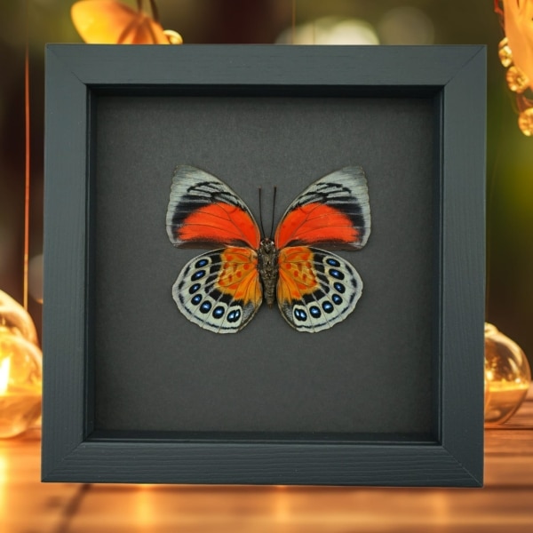 Rare Red Orange Hybrid Butterfly Agrias beatifica lachaumei Agrias claudina lugens Female verso Moonlight Display