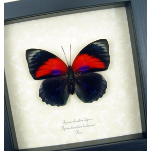 Rare Red Blue Hybrid Butterfly Agrias beatifica lachaumei Agrias claudina lugens Female