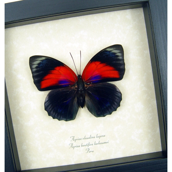 Rare Red Blue Hybrid Butterfly Agrias beatifica lachaumei Agrias claudina lugens Female