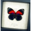 Rare Red Blue Hybrid Butterfly Agrias beatifica lachaumei Agrias claudina lugens Female