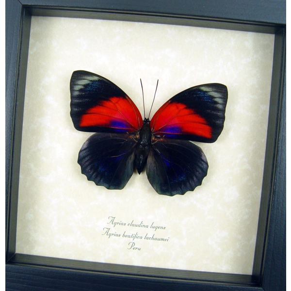 Rare Red Blue Hybrid Butterfly Agrias beatifica lachaumei Agrias claudina lugens Female