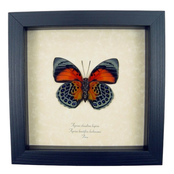 Rare Red Orange Hybrid Butterfly Agrias beatifica lachaumei Agrias claudina lugens verso