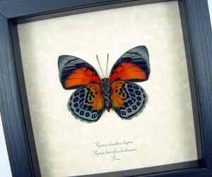 Rare Red Orange Hybrid Butterfly Agrias beatifica lachaumei Agrias claudina lugens verso