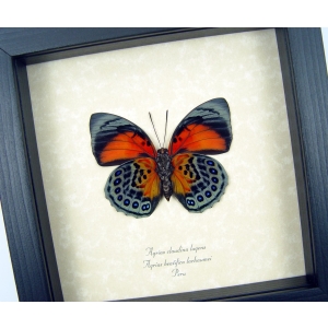 Rare Red Orange Hybrid Butterfly Agrias beatifica lachaumei Agrias claudina lugens verso