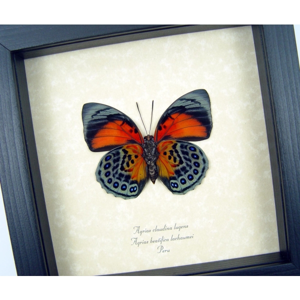 Rare Red Orange Hybrid Butterfly Agrias beatifica lachaumei Agrias claudina lugens verso