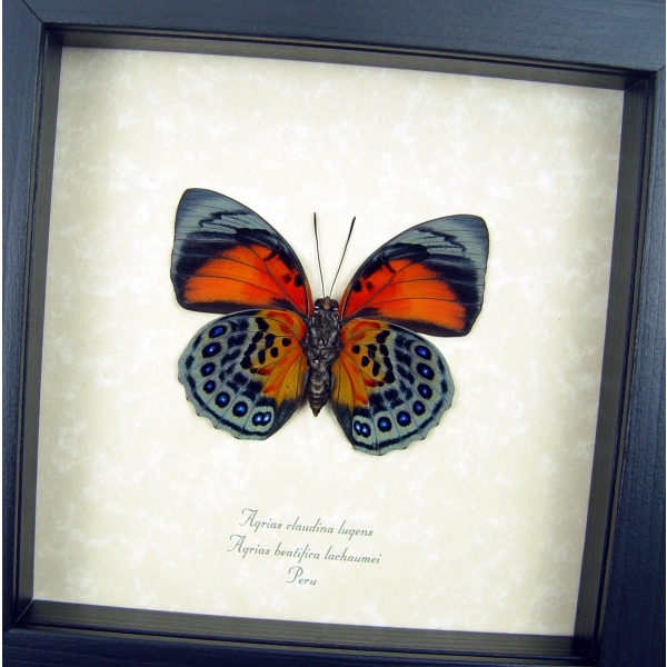 Rare Red Orange Hybrid Butterfly Agrias beatifica lachaumei Agrias claudina lugens verso