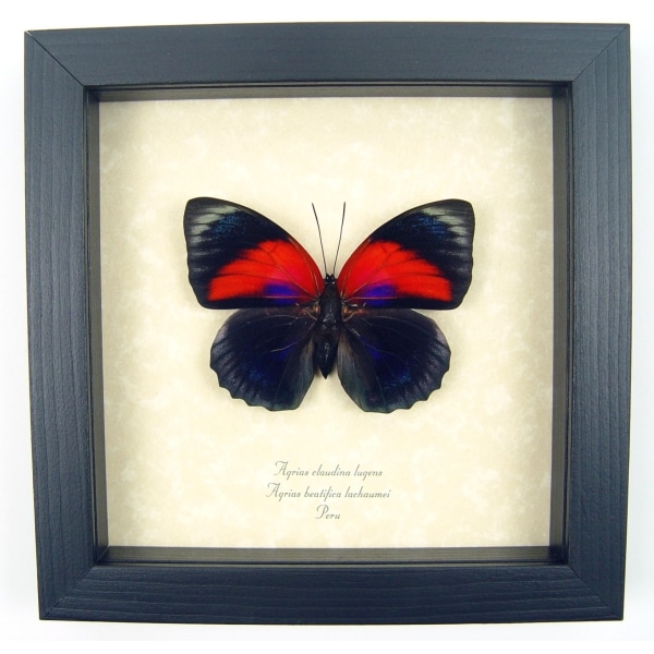 Rare Red Blue Hybrid Butterfly Agrias beatifica lachaumei Agrias claudina lugens Female