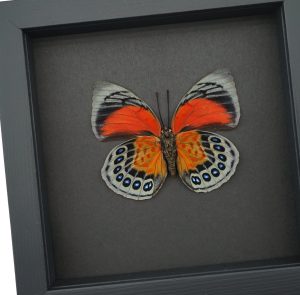 Rare Red Orange Hybrid Butterfly Agrias beatifica lachaumei Agrias claudina lugens Female verso Moonlight Display