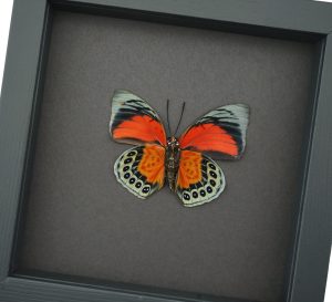 Rare Red Orange Hybrid Butterfly Agrias beatifica lachaumei Agrias claudina lugens male verso Moonlight Display