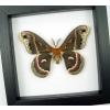 Hyalophora cecropia Moth Male Real Framed Insect Taxidermy Classic Black Display