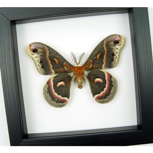 Hyalophora cecropia Moth Male Real Framed Insect Taxidermy Classic Black Display