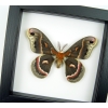 Hyalophora cecropia Moth Male Real Framed Insect Taxidermy Classic Black Display