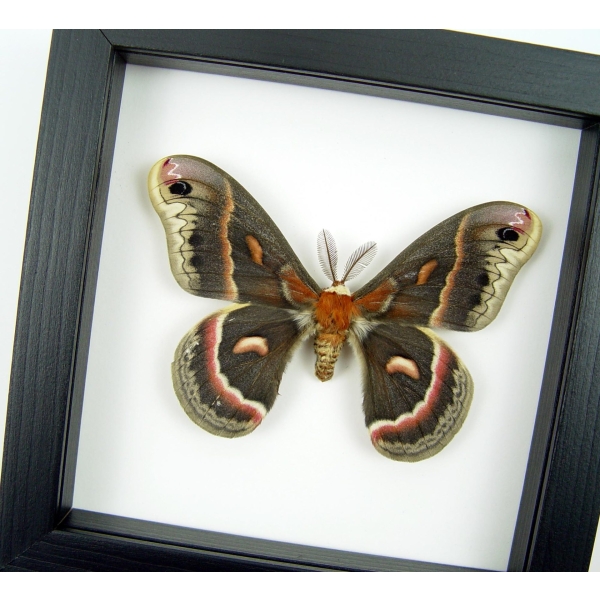Hyalophora cecropia Moth Male Real Framed Insect Taxidermy Classic Black Display