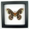 Hyalophora cecropia Moth Male Real Framed Insect Taxidermy Classic Black Display