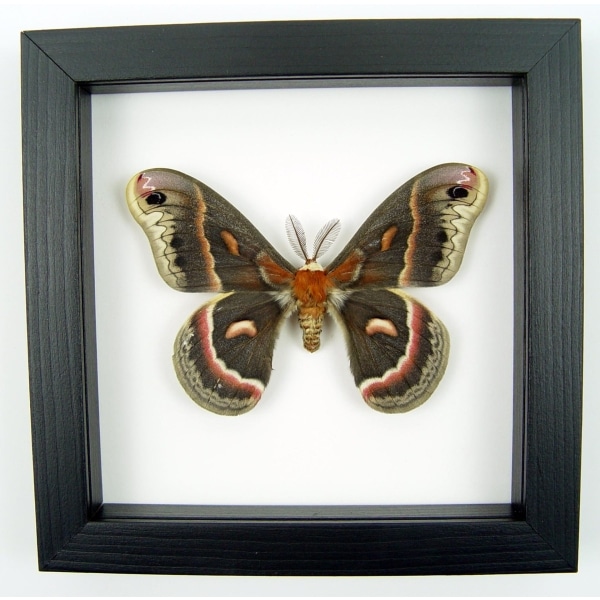 Hyalophora cecropia Moth Male Real Framed Insect Taxidermy Classic Black Display
