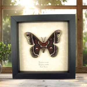 Hyalophora cecropia columbia Hybrid Moth Male Rare Framed Silk Moth Display