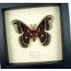 Hyalophora cecropia columbia Hybrid Moth Male Rare Framed Silk Moth Display