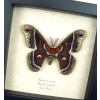 Hyalophora cecropia columbia Hybrid Moth Male Rare Framed Silk Moth Display