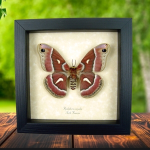 Hyalophora euryalus Female Moth Ceanothus Silkmoth Framed Taxidermy Display